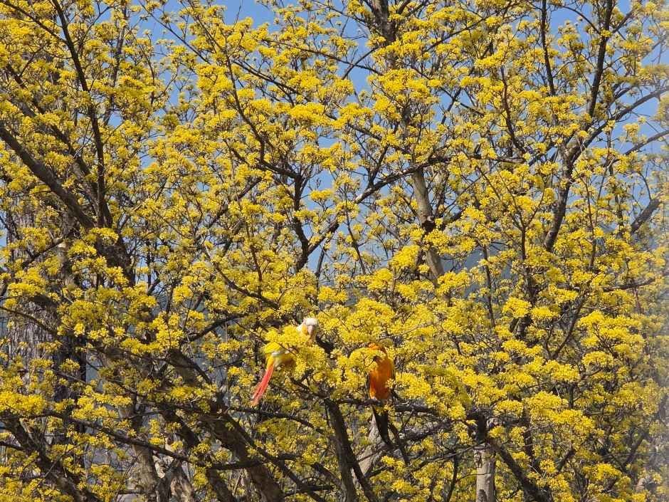 Gurye Sansuyu Festival (구례산수유꽃축제)