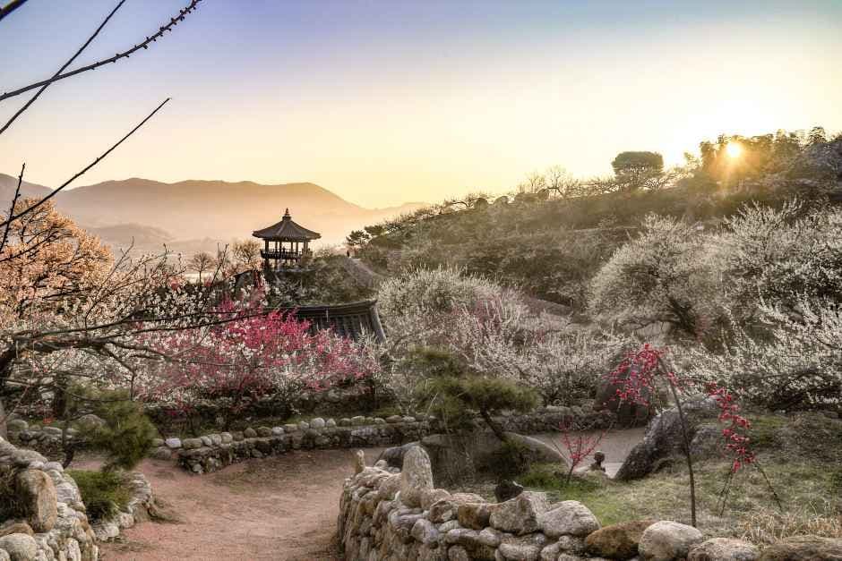 Gwangyang Maehwa Festival (광양 매화축제)
